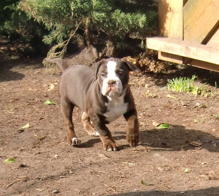 Renascence Bulldogge Velvet & Steel's Somehe Gargoyle  " Trunte " billede 9