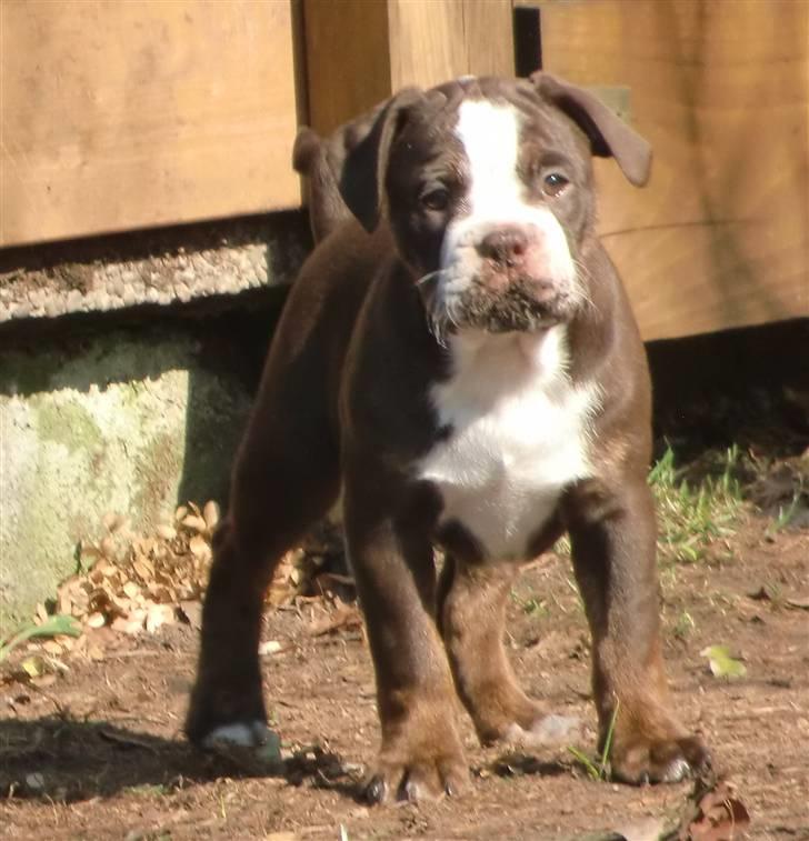 Renascence Bulldogge Velvet & Steel's Somehe Gargoyle  " Trunte " billede 10