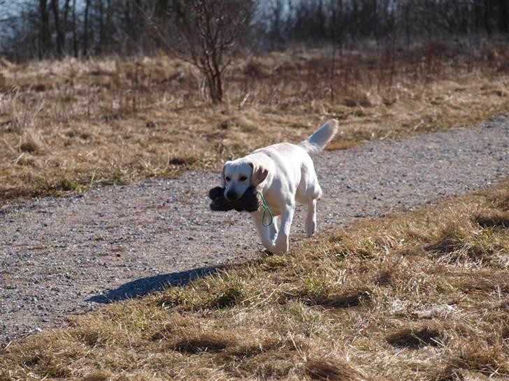 Labrador retriever sugar  (mors <3 <3 <3 <3) - Sugar :D billede 5