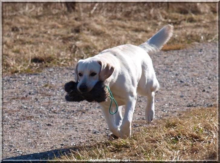 Labrador retriever sugar  (mors <3 <3 <3 <3) - Sugar  <3 <3 billede 6