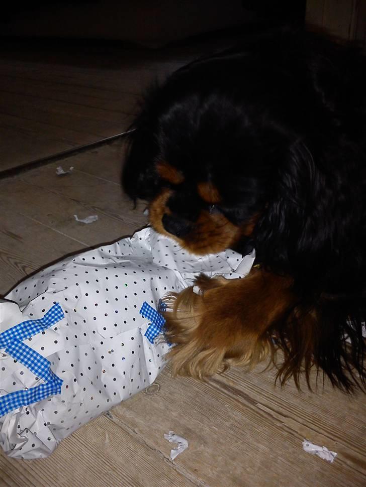Cavalier king charles spaniel Johnny - Johnny åbner gave til sin fødselsdag d. 29 marts! 2011 ;D <3 
Foto: Mig :) billede 16