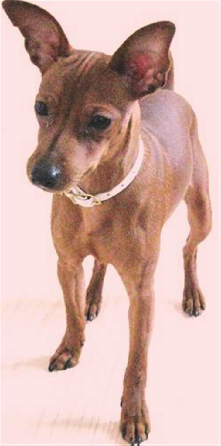 Dvaergpinscher Bailey billede 14