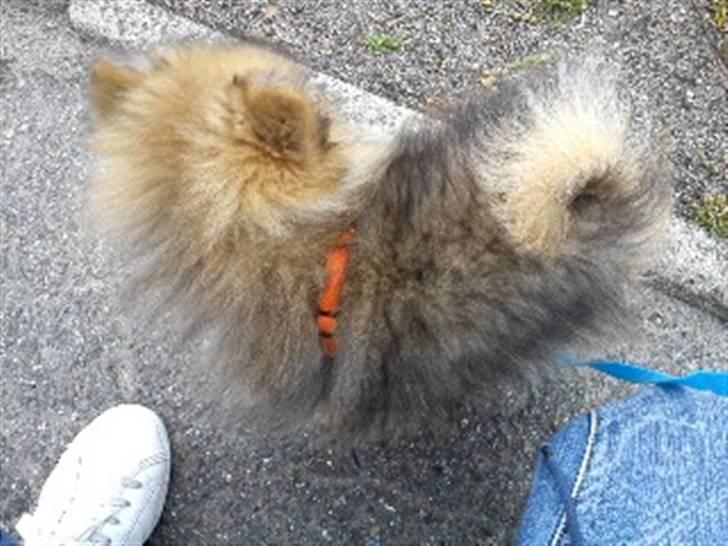 Pomeranian Mocca - Hvis jeg nu kigger den anden vej, kan jeg så slippe for at smile? ;)  billede 6