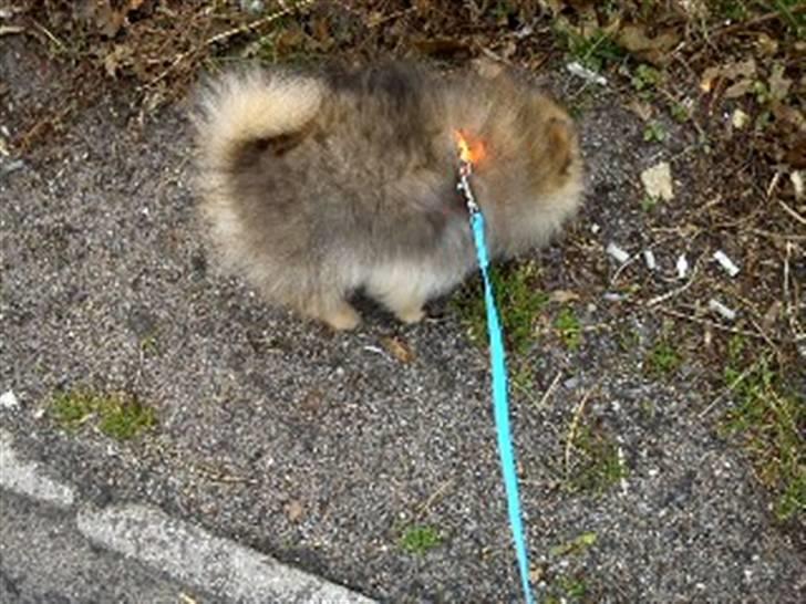Pomeranian Mocca - Alt skal undersøges ;D billede 7