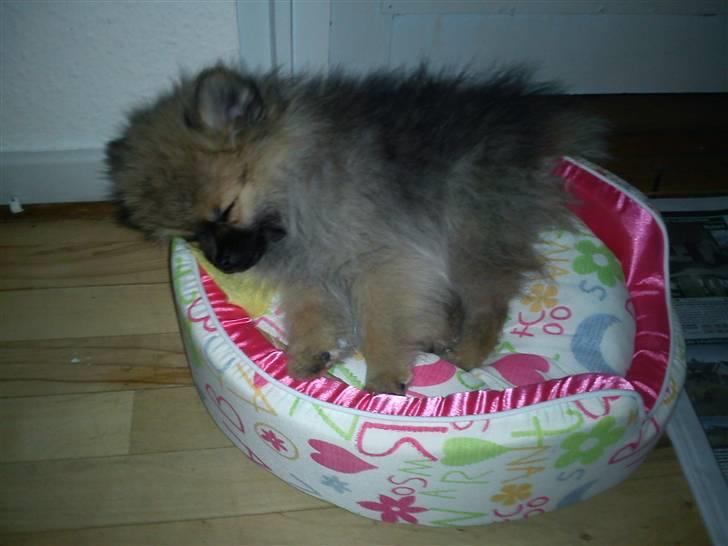 Pomeranian Mocca - Stort sovehjerte ;) <3 billede 8