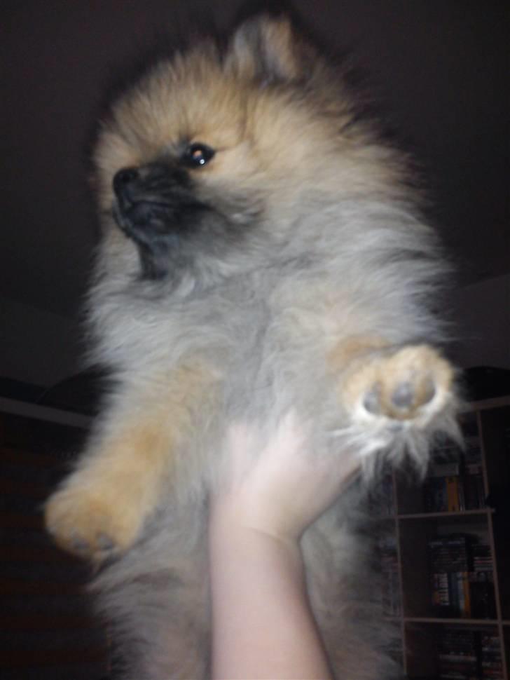 Pomeranian Mocca - Se hvor stor jeg er blevet ;)  billede 9