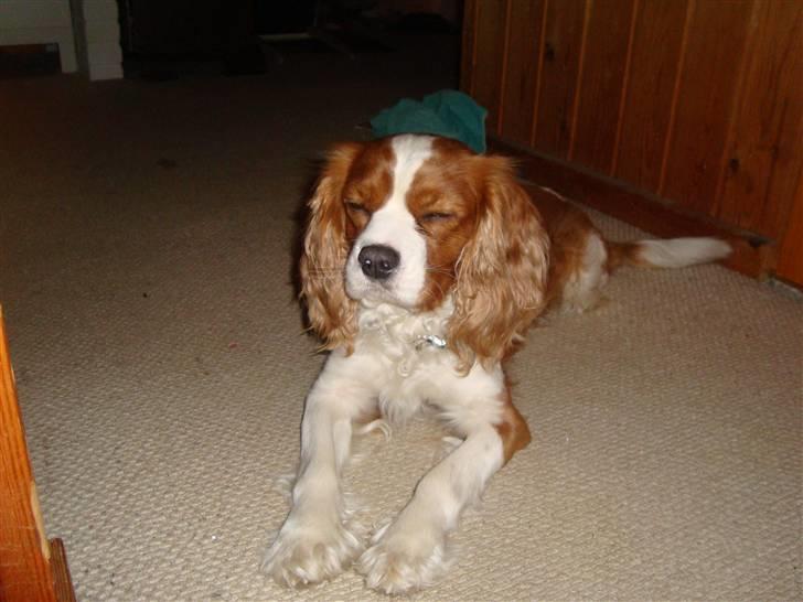 Cavalier king charles spaniel Coockie Nørgaard billede 17