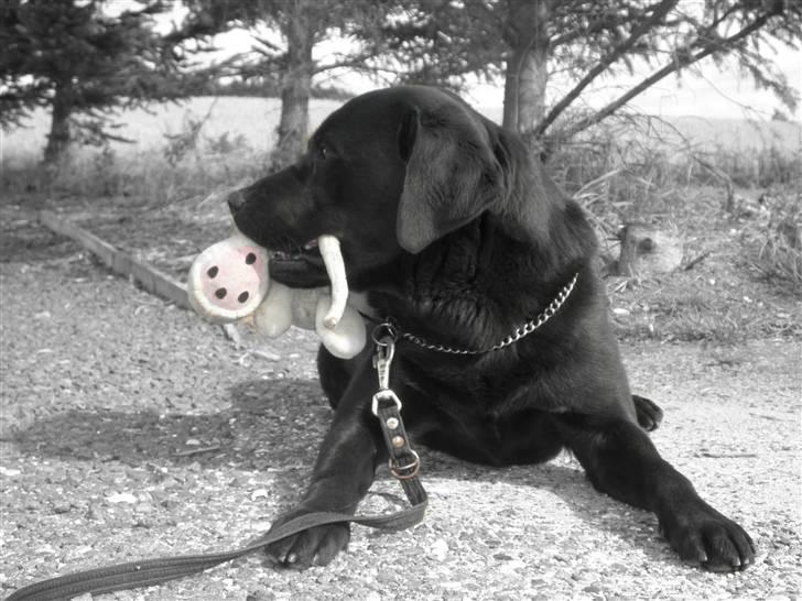 Labrador retriever Baloo - baloo og hans elskede diddl :´), han har ødelagt den aaalt for meget, så det er det sidste billede med baloo og hans bamse:D billede 17