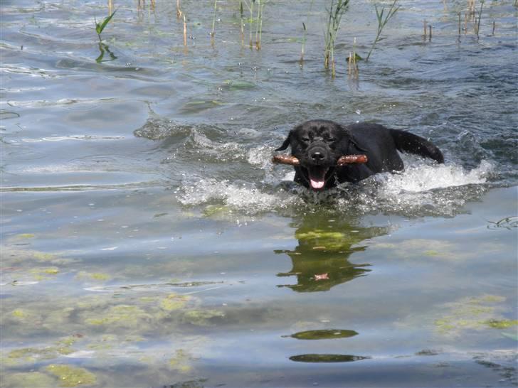 Labrador retriever Baloo - åååhh, den hund er bare klodens største vandhund, han er eelsket!!:D billede 18