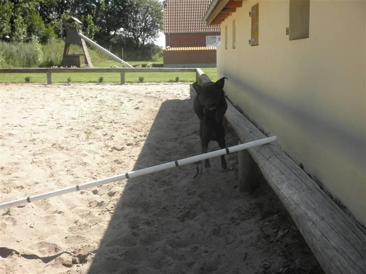 Labrador retriever Baloo - Hooop, som er jorden giftig, giftig:D<3, eej, baloo er rigitg god til at springe:D, og det her billede minder mig om sangen alejandro, med lady gaga, og jeg ved virkelig ikke hvorfor:D:D billede 19