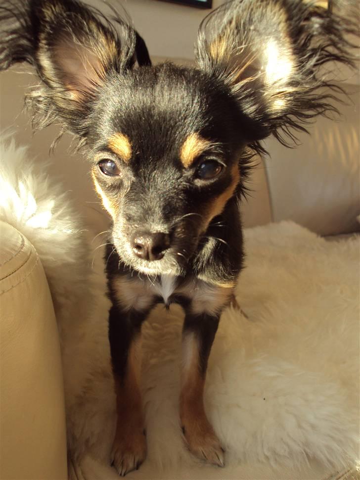 Chihuahua Mafalda billede 10