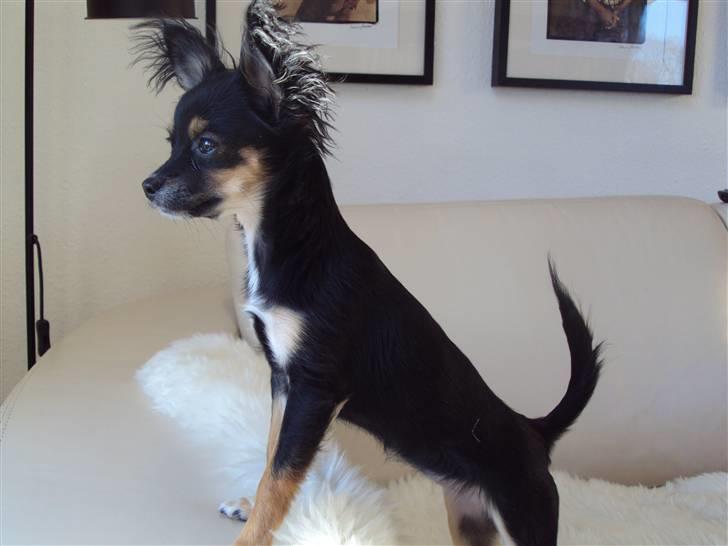 Chihuahua Mafalda billede 11