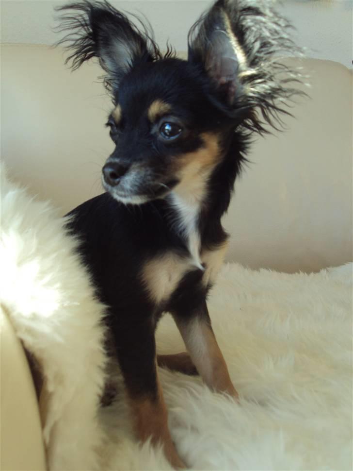 Chihuahua Mafalda billede 12