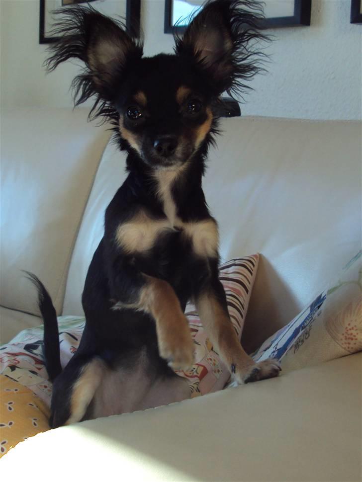 Chihuahua Mafalda billede 13