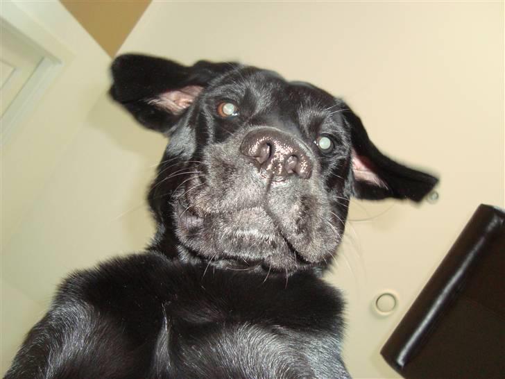 Labrador retriever Santos - Det her billed måtte med! My Alien Dog! :F billede 17