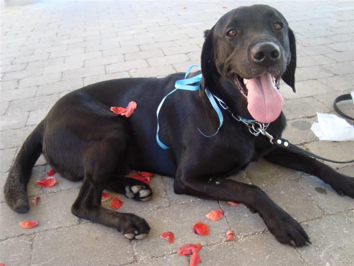 Labrador retriever Santos - Da Santos blev gift med Alissa :')
Læg mærke til rosenbladene der danner et hjerte på Santos!o: billede 18