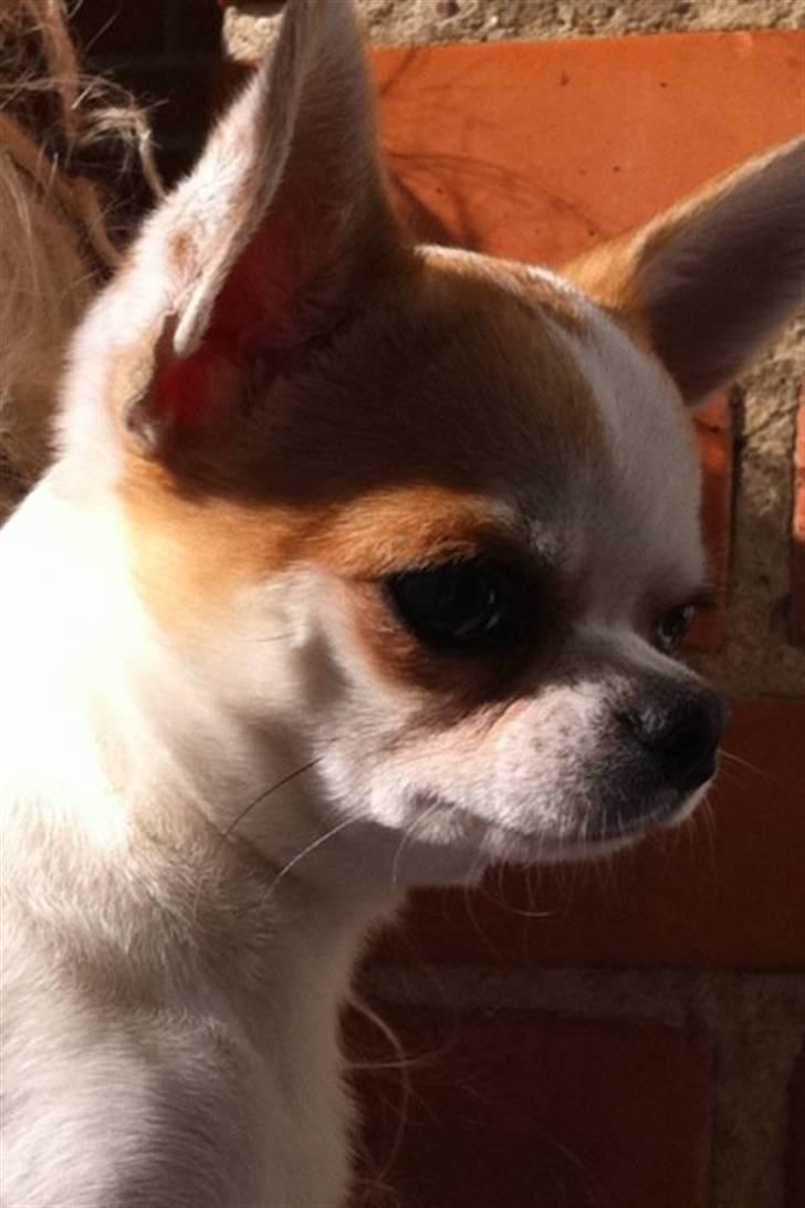 Chihuahua Gismo//Gisser. billede 6