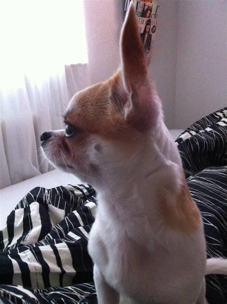 Chihuahua Gismo//Gisser. billede 7