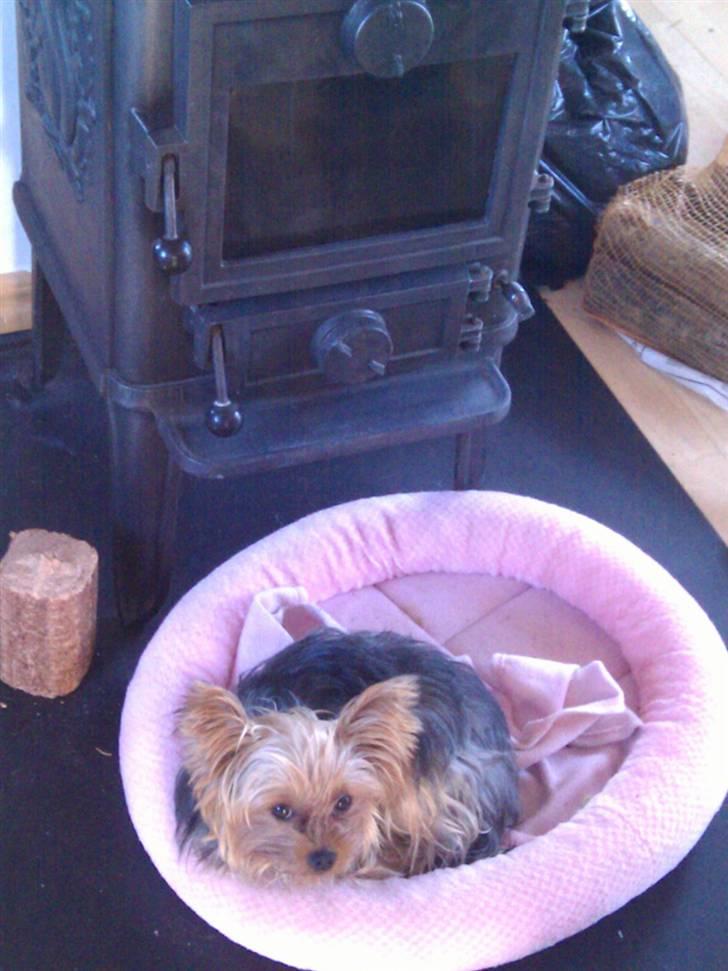 Yorkshire terrier Bella billede 10