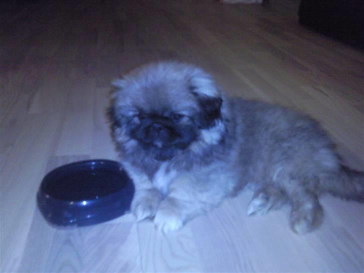 Pekingeser Manse billede 1