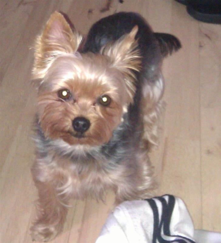 Yorkshire terrier Bella billede 11
