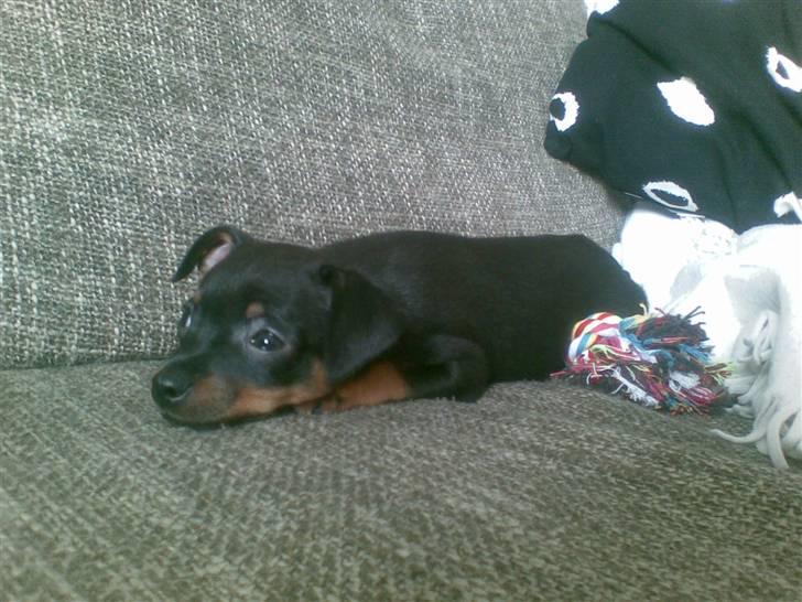 Dvaergpinscher Rico  - 9 uger billede 9