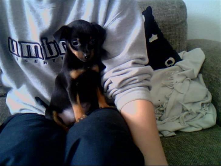 Dvaergpinscher Rico  - 8 uger gammel :-)  billede 10