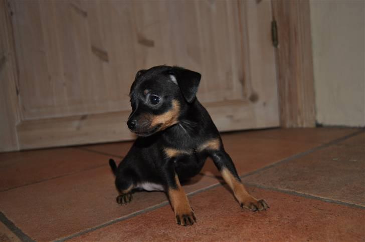 Dvaergpinscher Rico  - ved opdrætter .
6 uger gammel billede 6