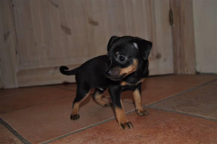 Dvaergpinscher Rico  - ved opdrætter.
6uger gammel billede 7