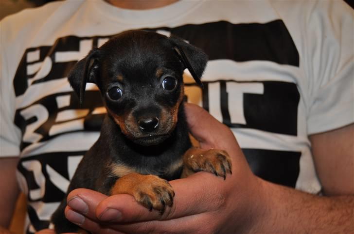 Dvaergpinscher Rico  - ved opdrætter.
6 uger gammel billede 5