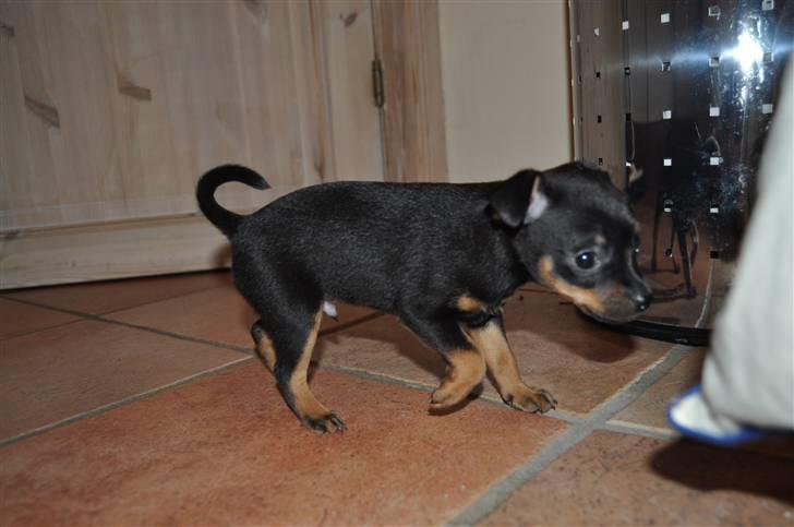 Dvaergpinscher Rico  - ved opdrætter .
6 uger gammel billede 8