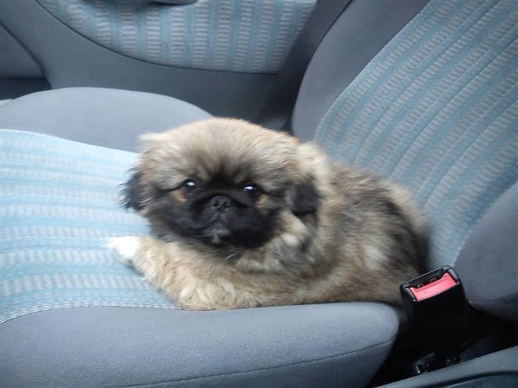 Pekingeser Manse billede 2