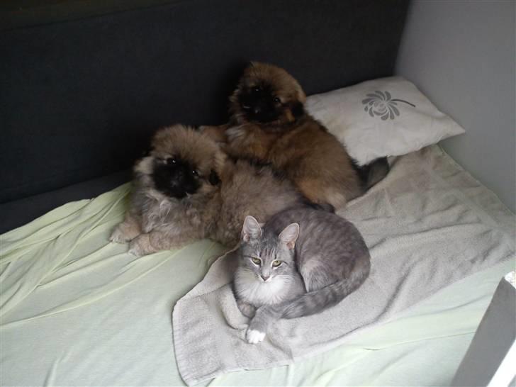 Pekingeser Manse billede 3