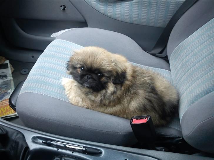 Pekingeser Manse billede 4