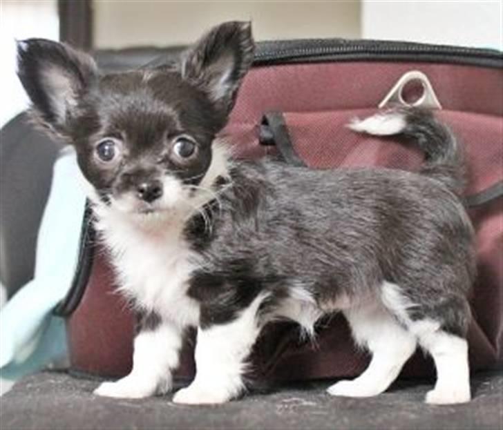 Chihuahua Frebonas Eowyn billede 1