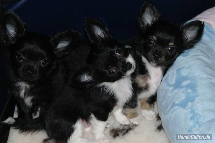 Chihuahua Frebonas Eowyn - her er eowyn sammen med hendes brødre billede 2