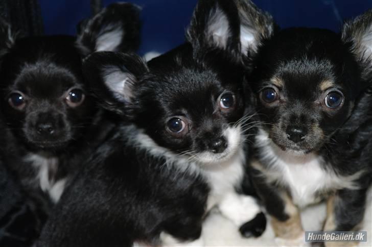 Chihuahua Frebonas Eowyn billede 3