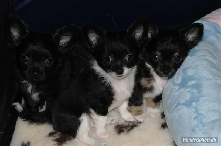 Chihuahua Frebonas Eowyn billede 4