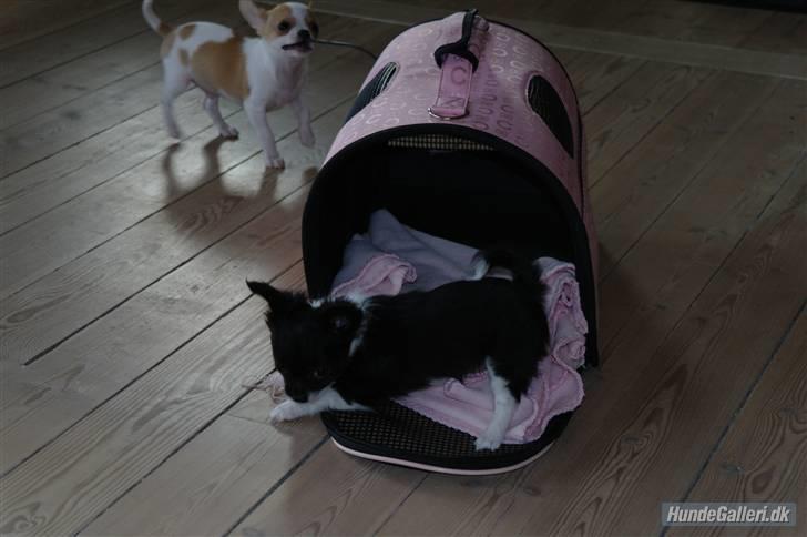 Chihuahua Frebonas Eowyn billede 5