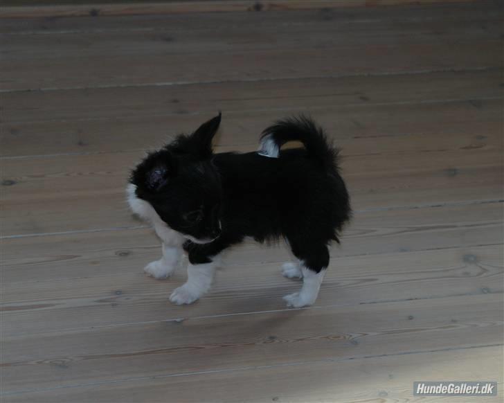 Chihuahua Frebonas Eowyn billede 6