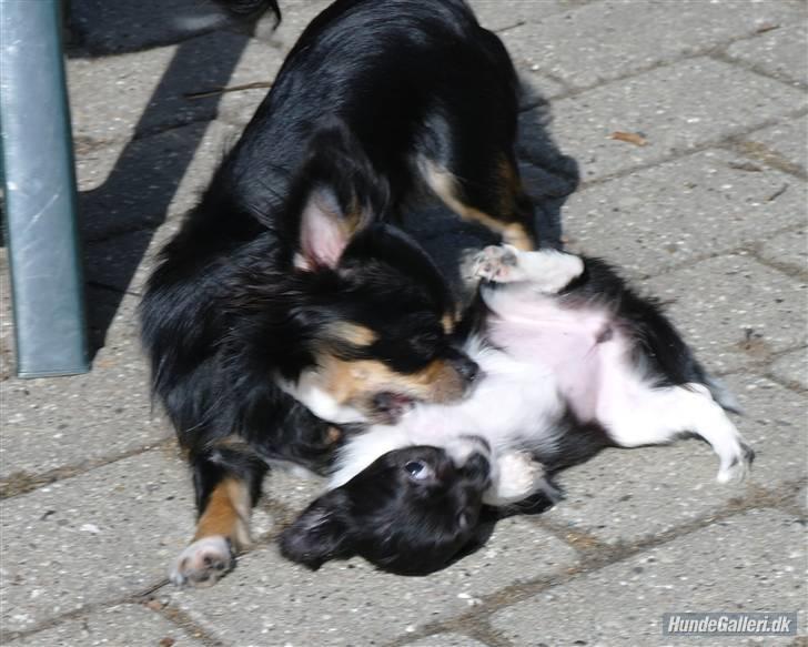 Chihuahua Frebonas Eowyn - elsker at slås med min moar billede 8