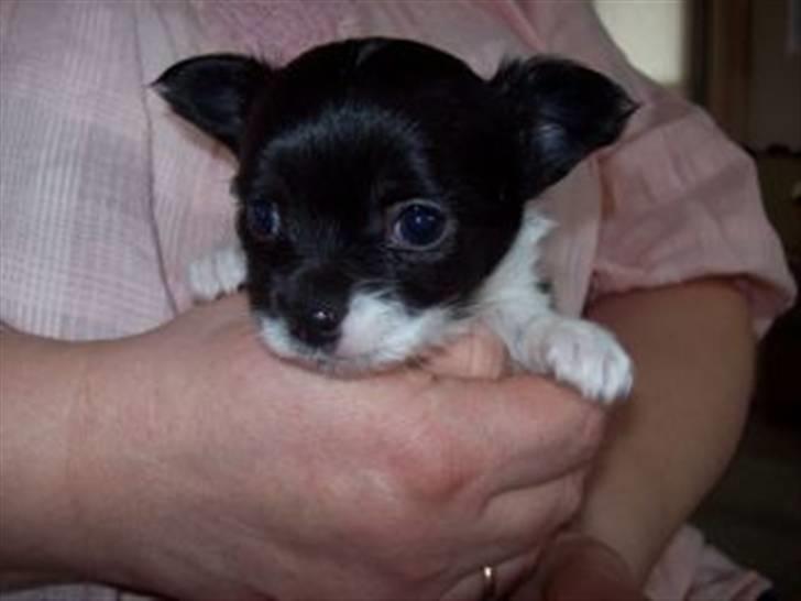 Chihuahua Frebonas Eowyn - her er eowyn ikk ret gammel billede 9