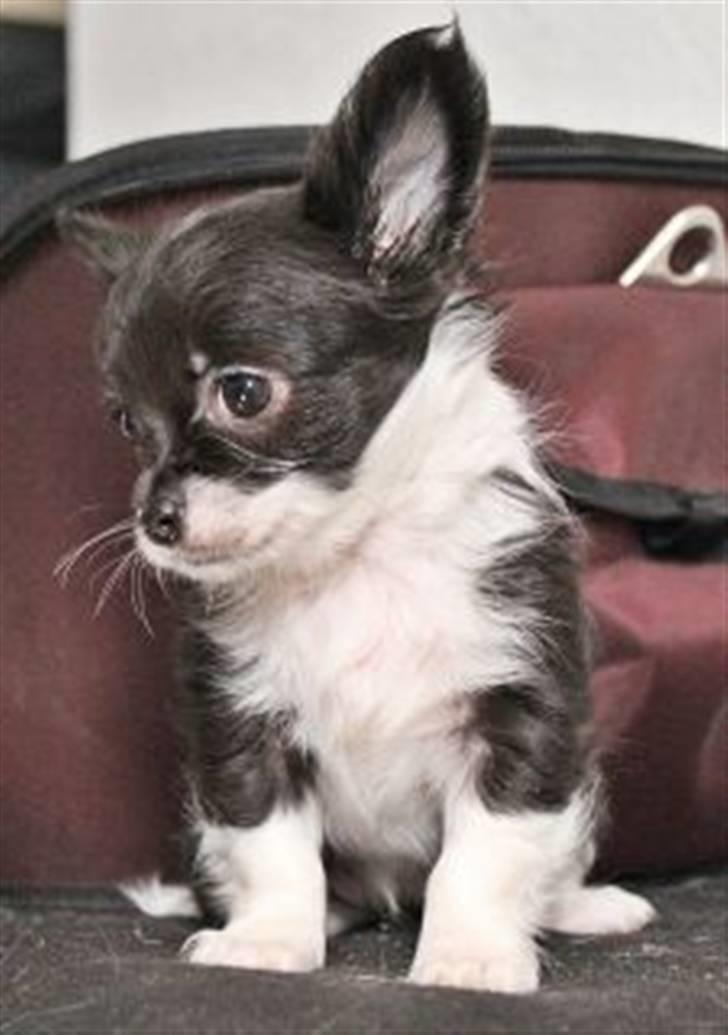 Chihuahua Frebonas Eowyn billede 10