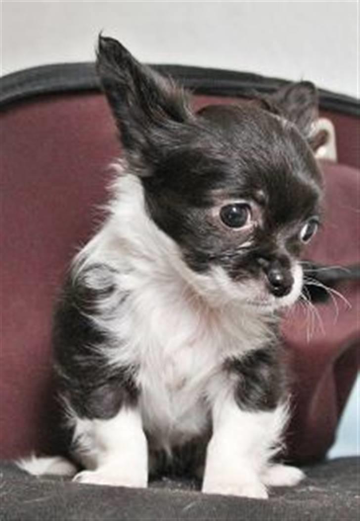 Chihuahua Frebonas Eowyn billede 11