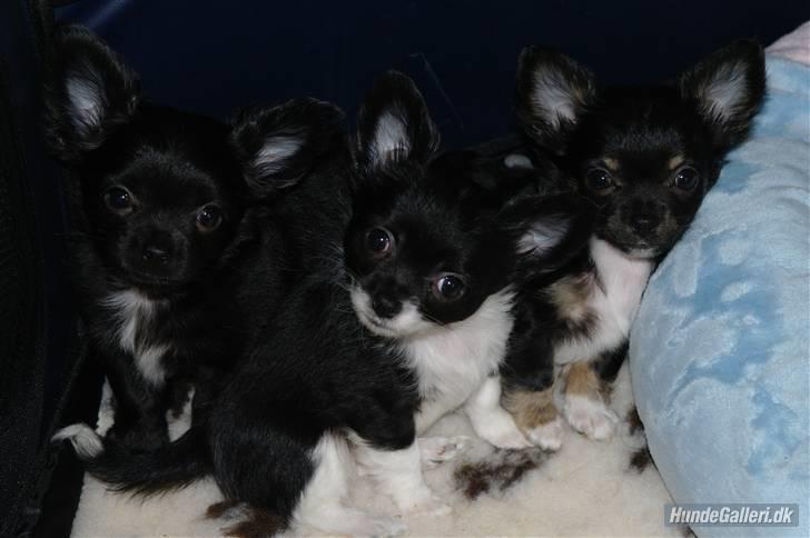 Chihuahua Frebonas Eowyn billede 12