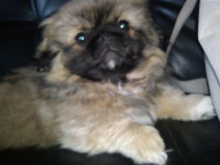Pekingeser Manse billede 5
