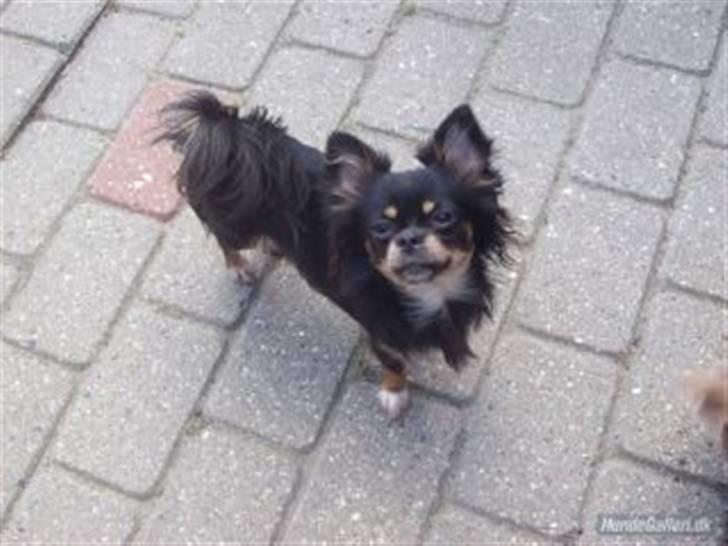 Chihuahua Frebonas Eowyn - min søde mor bella billede 13