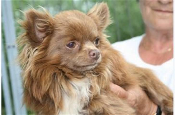 Chihuahua Frebonas Eowyn - min dejlige farmand gucci billede 14