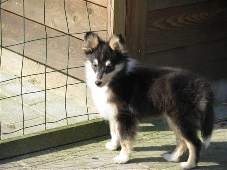 Shetland sheepdog Jack billede 1