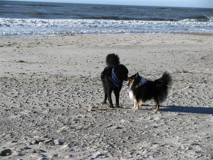 Shetland sheepdog Jack - Hej med dig! billede 4